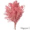Uniquewise Preserved Real Floral Stems Chic Vase Fillers & Accents for Bouquets Centerpieces & Ornamental Displays Ideal for Home Office Boutique Cafe Resto Bar and Event Decor